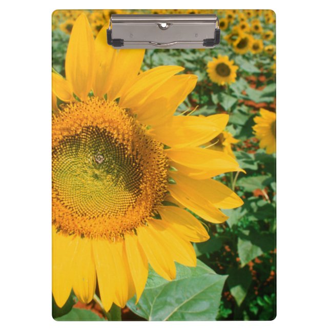 Field Of Sunflowers. Heidleberg District Clipboard (Front)