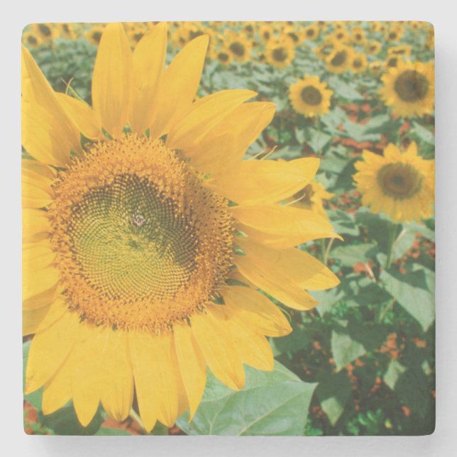 Field Of Sunflowers. Heidleberg District Stone Coaster (Front)