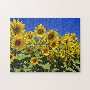 Field of Sunflowers Jigsaw Puzzle