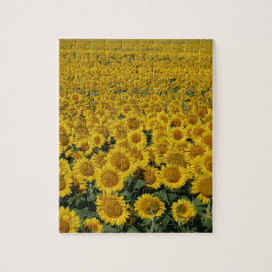Field of Sunflowers Jigsaw Puzzle