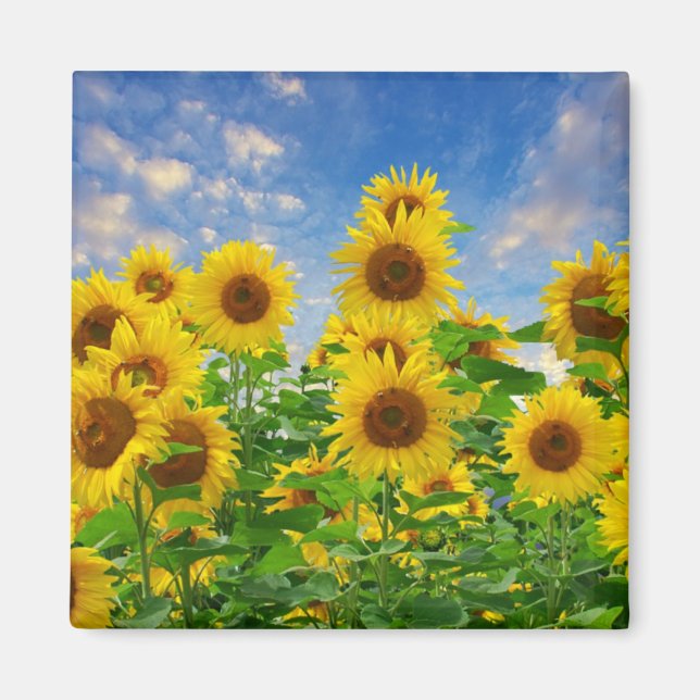 Field of Sunflowers Magnet (Front)