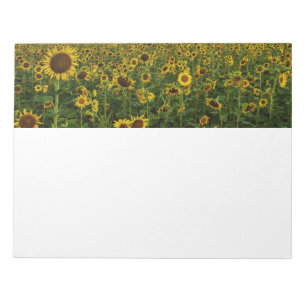 Field of Sunflowers Notepad