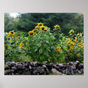 Field Of Sunflowers Orton Effect Poster