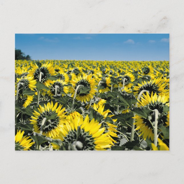 Field of Sunflowers Postcard (Front)