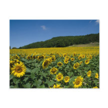Field of sunflowers