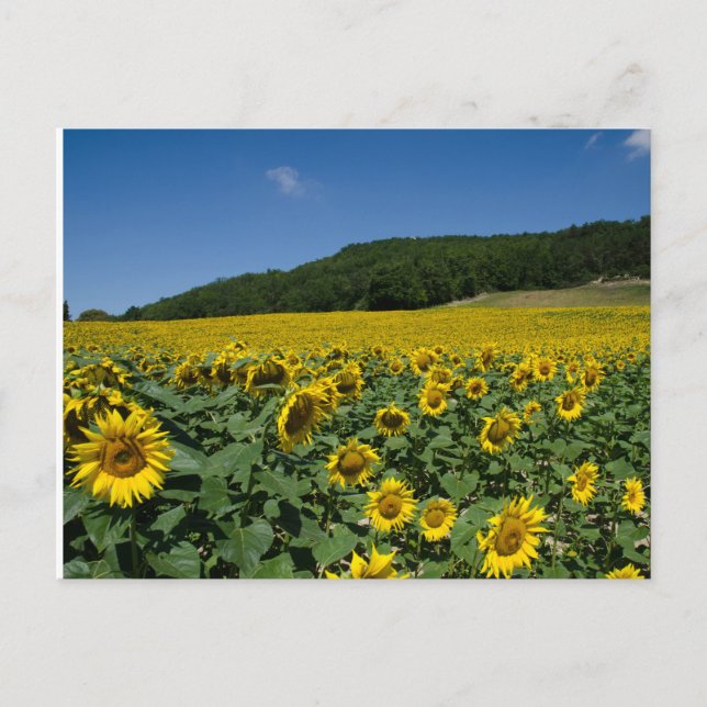 Field of sunflowers postcard (Front)