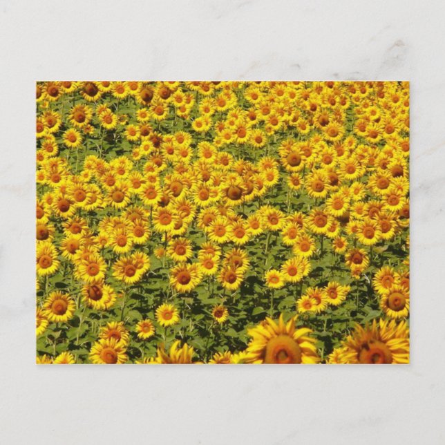 Field of Sunflowers Postcard (Front)
