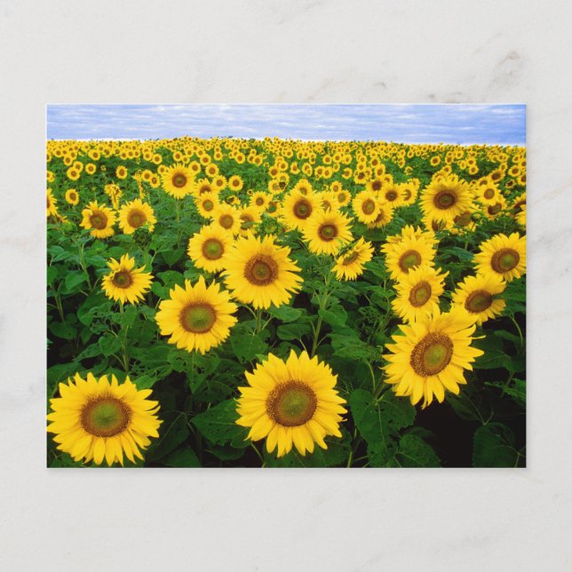 Field of Sunflowers Postcard (Front)