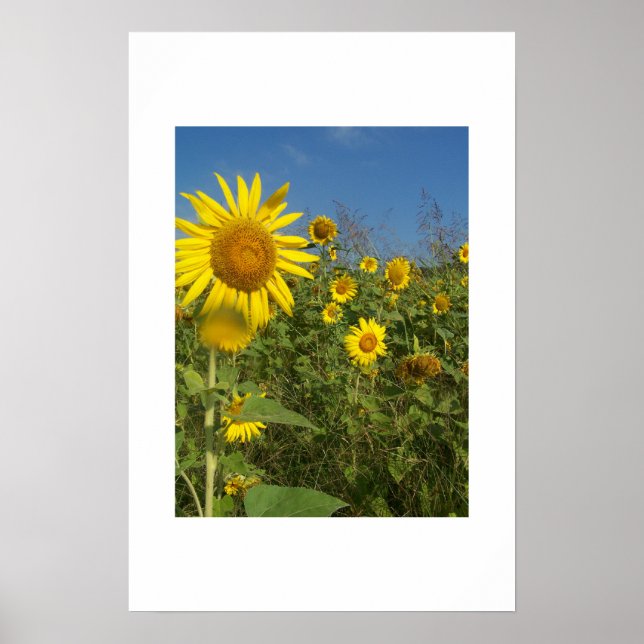 "FIELD OF SUNFLOWERS" POSTER (Front)
