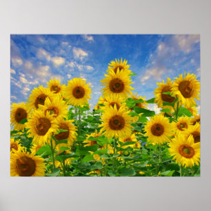 Field of Sunflowers Poster