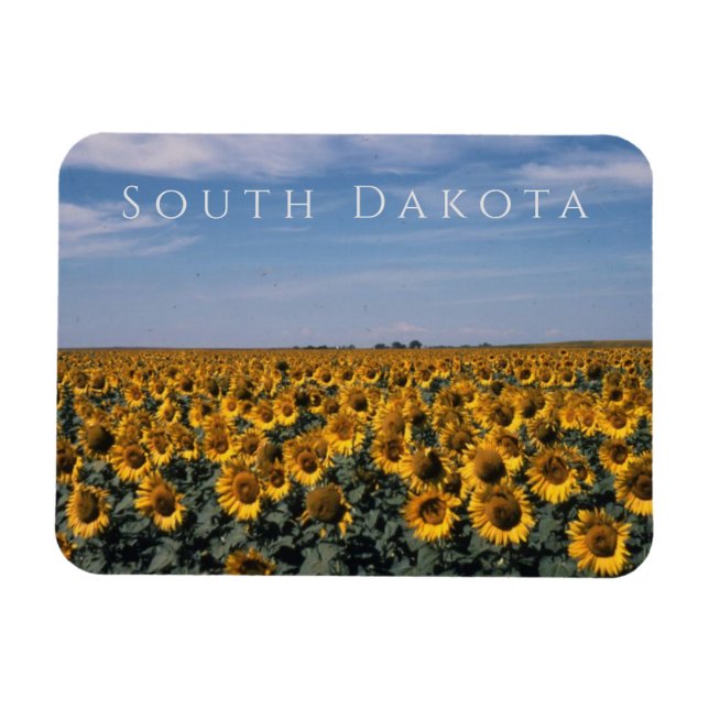 Field of Sunflowers, South Dakota Magnet (Horizontal)