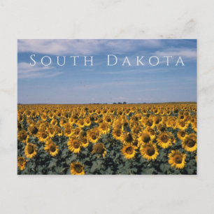 Field of Sunflowers, South Dakota Postcard