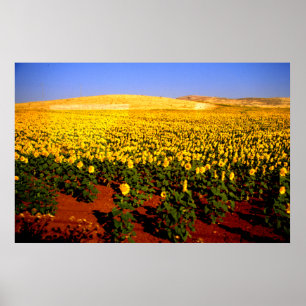 Field of sunflowers, southern Spain Poster