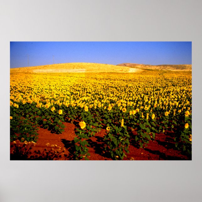 Field of sunflowers, southern Spain Poster (Front)