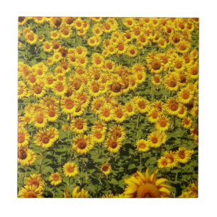 Field of Sunflowers Tile