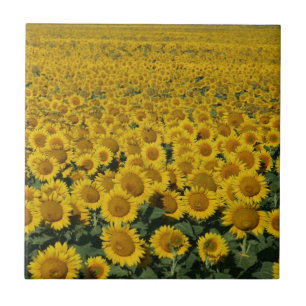 Field of Sunflowers Tile