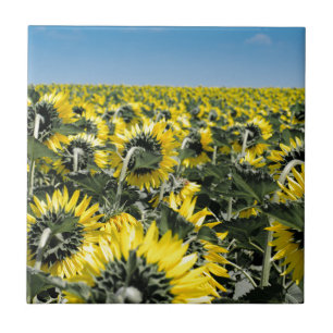 Field of Sunflowers Tile