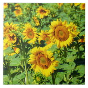 Field of sunflowers tile