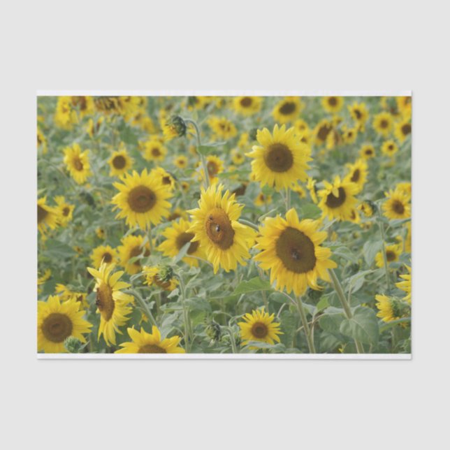 Field of Sunflowers Tissue Paper (Front)
