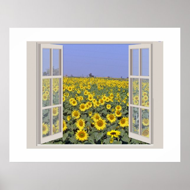 Field of Sunflowers viewed through an open window Poster (Front)