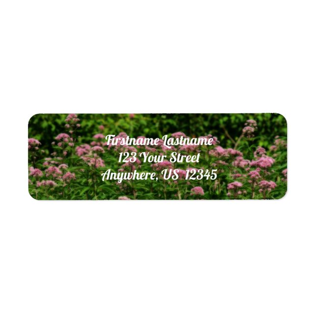 Field Of Sweet Joe Pye Weed Flowers Orton Address (Front)
