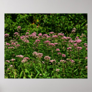 Field Of Sweet Joe Pye Weed Flowers Orton Poster