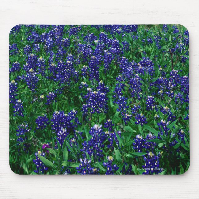 Field of Texas Bluebonnets Mouse Mat (Front)