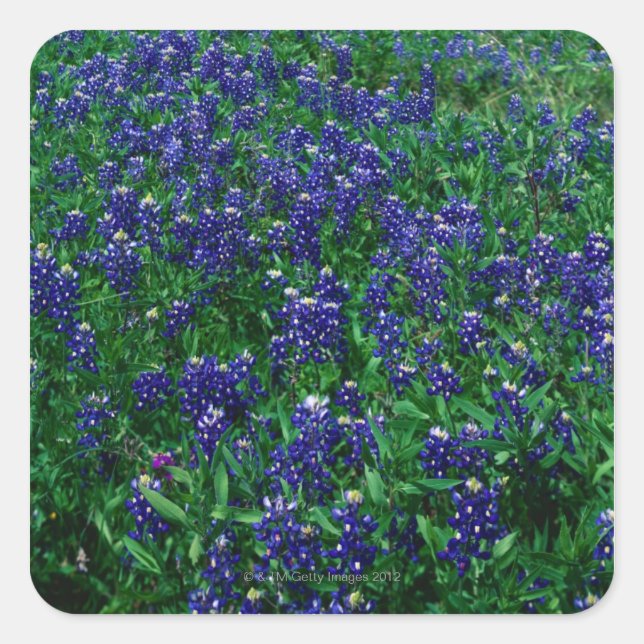 Field of Texas Bluebonnets Square Sticker (Front)