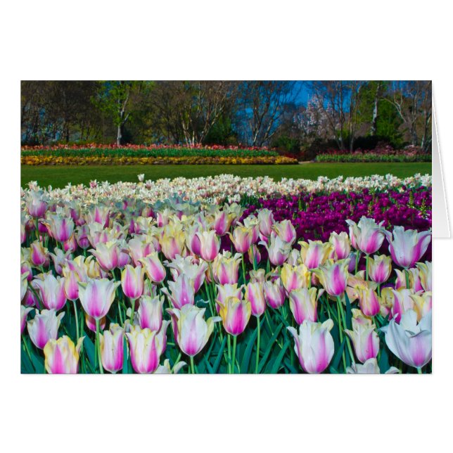 Field of Tulips (Front Horizontal)