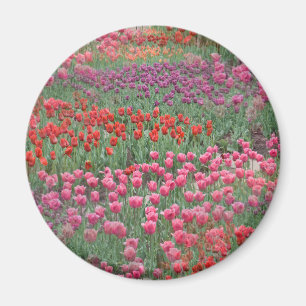 Field Of Tulips Magnet