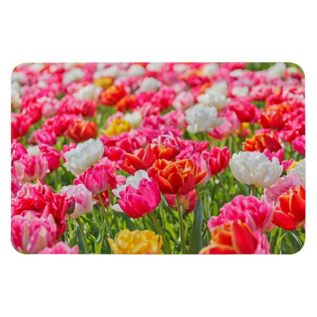 Field of Tulips Magnet (Horizontal)