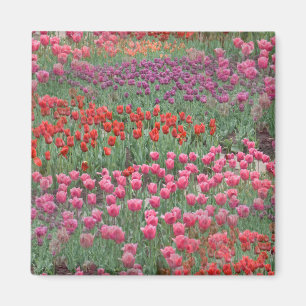 Field Of Tulips Magnet