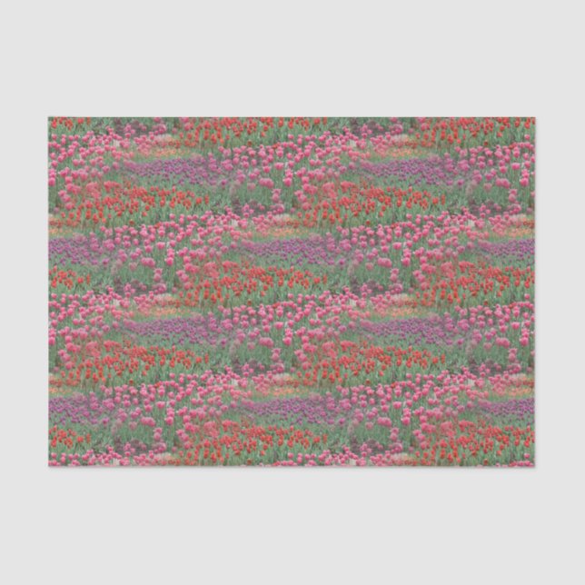 Field Of Tulips Tissue Paper (Front)