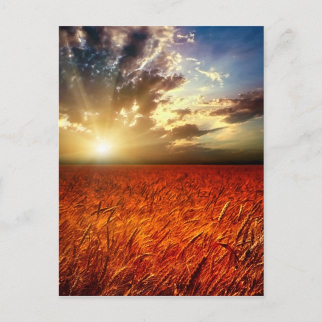 Field of wheat and sunset postcard (Front)