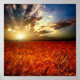 Field of wheat and sunset poster