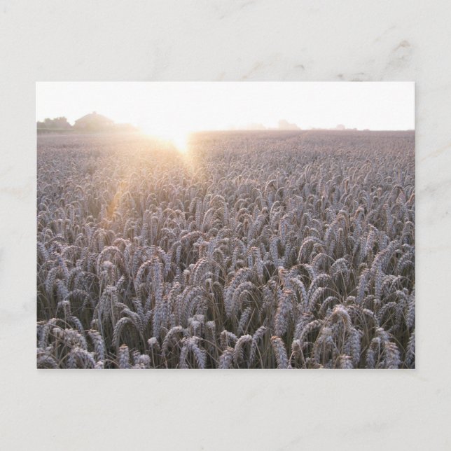 Field of Wheat Postcard (Front)