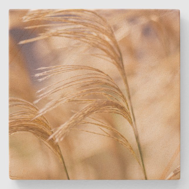 Field of Wheat Sandstone Coaster (Front)