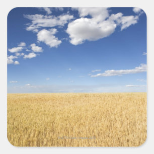 Field of wheat square sticker