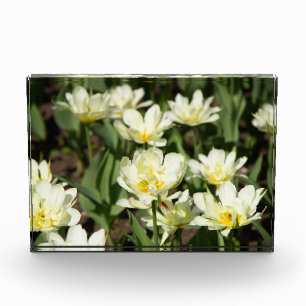 Field of white tulips Photo Block