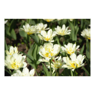 Field of white tulips Photo Print