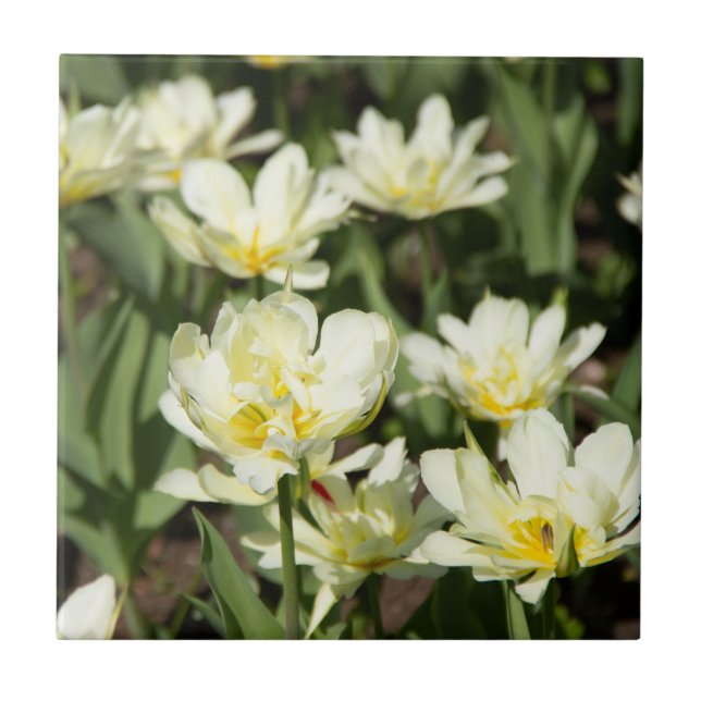 Field of white tulips Photo Tile (Front)