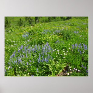 Field of Wildflowers at Mount Rainier Poster