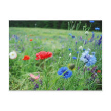 field of wildflowers