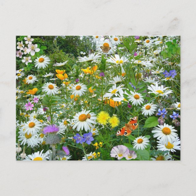Field of Wildflowers Postcard (Front)
