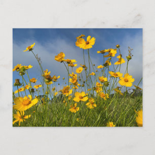 Field of Yellow Flowers Postcard