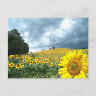 Field of yellow postcard