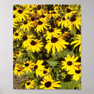 Field of Yellow Wildflowers  Poster