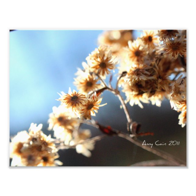 Field plants in the sunlight photo print (Front)