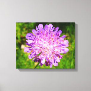 Field Scabious Canvas Print