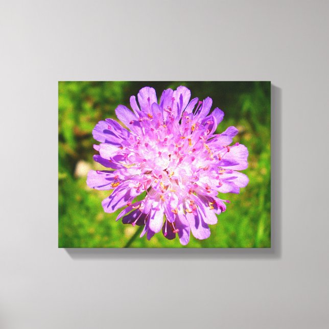 Field Scabious Canvas Print (Front)